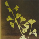 Green Gingko